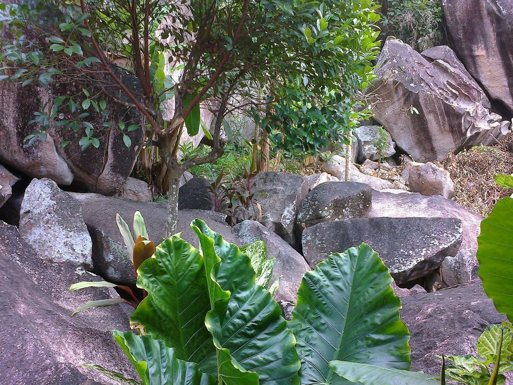 Liane De Mai Bed & Breakfast La Digue Bagian luar foto